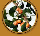 Feuille de ginkgo biloba, symbole de l'Académie des Sciences et Lettres de Montpellier